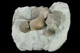 Multiple Fossil Brachiopod (Hebertella) Plate - Indiana #136506-1